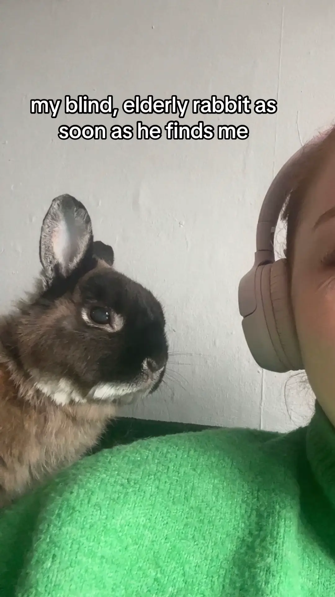 #pet #bunny 