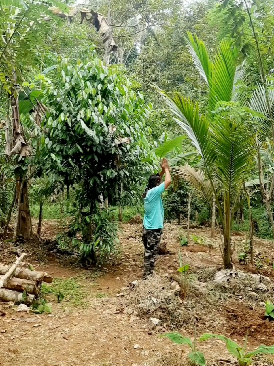 kemunculan siluman buaya #fyp 