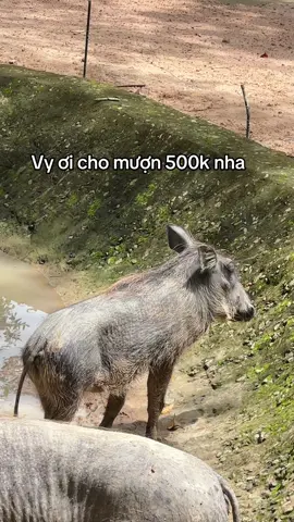 Cho anh mượn 500k nha Vy #VinWonders #vinpearlsafariphuquoc #GreenCreator #dulich #viral 