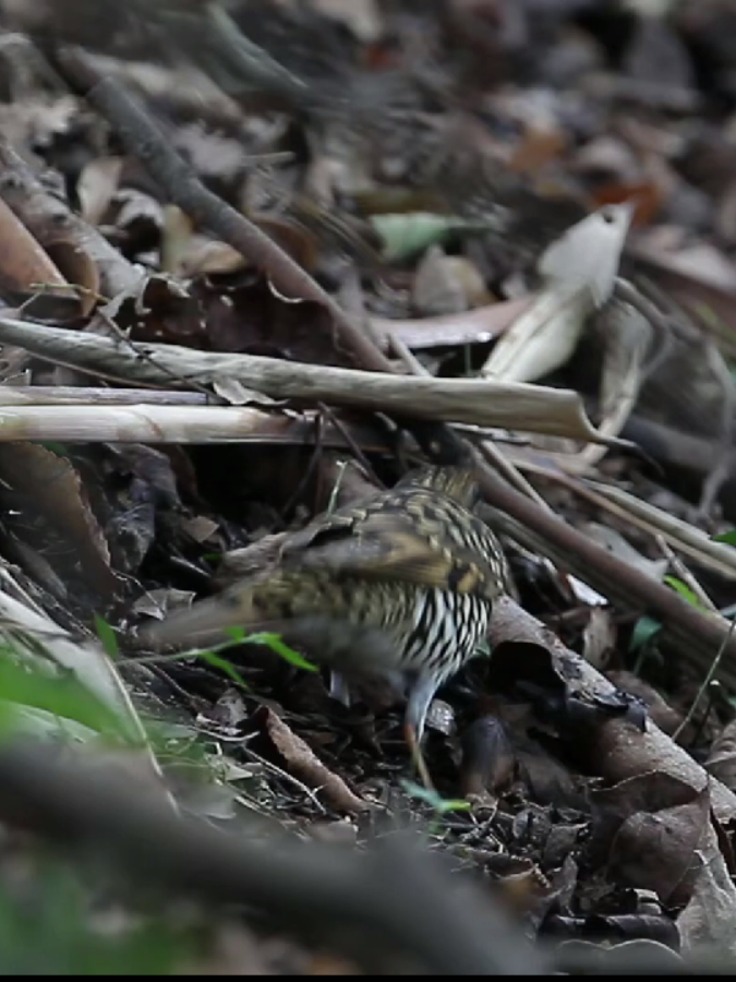 Anis Sisik ➡️ Scaly Thrush (Zoothera Dauma) #burung #bird #fyp 