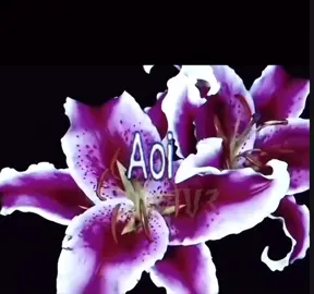 Aoi koi #aoi #lyrics #flowers #japanese #fyp 