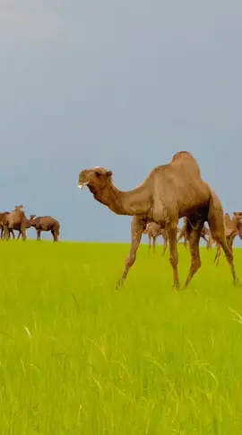 #soultan #مشاهدات61مليار 