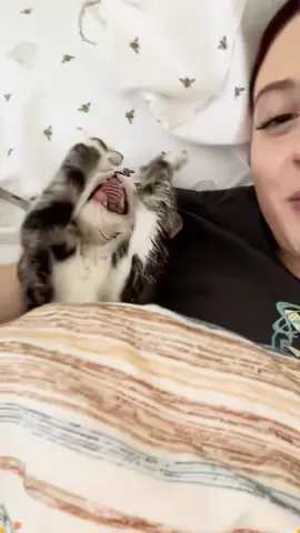 sleeping cat #cat #catsoftiktok #catlover #funny #funnyvideos #foryou #fypage #fypツ #funnycat #funnytiktok #cats