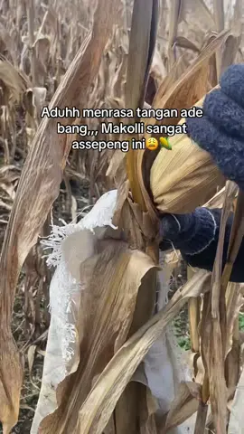 sakit tangannya adek bang😩😩#jagungkuning🌽 #petanimuda #petanijagung 