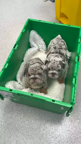 BLAIR and SERENA ❤️❤️ Two beautiful MAJOR daughters 🎖️ . . To see more videos and photos of Major, check out his highlights on our page 👀 . . #EnglishBulldogPuppy #BulldogTok #BulldogLove #BulldogLife #PuppyVibes 