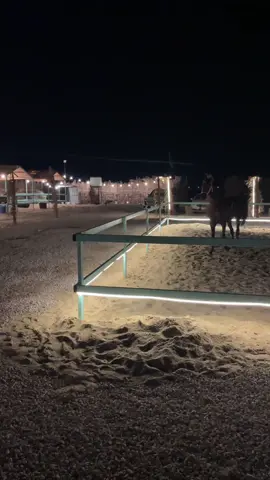 #مربط_هبس🐎#خيل_عربي_اصيل#اسطبلات_خط_الرياض#حصان_عربي_أصيل#خيل_وخياله🐎#ماقنوم_سايكي#اسطبلات_الجنادرية#اسطبلات_طريق_الرياض#فرس_أصيله