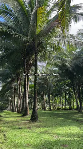 No worries, pressure free! #fyp #trend #nature #healing #grateful 