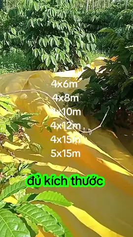 bạt hái cf, tiêu loại vàng #bathaicaphe #xuhuong #thinhhanhtiktok 