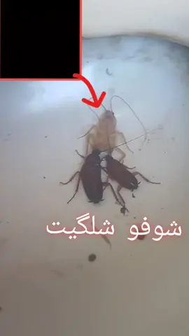 صرصر ابيض 😅👆🏾 مرعب البنات  . . #حكايات_لا_تنتهي #دريمي #fyp 