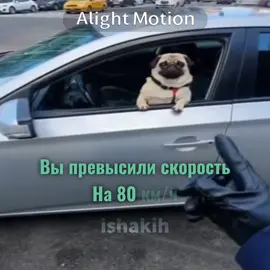 Ох уж эти мопсы 😍🥰🥰 | #мопс #edit #mops