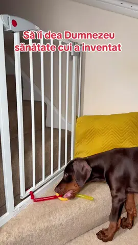 #doggate#pet #tiktokmademebuyit 