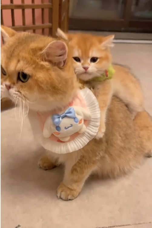 Mother cat and her babies 💕💕🥰. #cute #kitten #catlover #foryou #Love #cutecat 