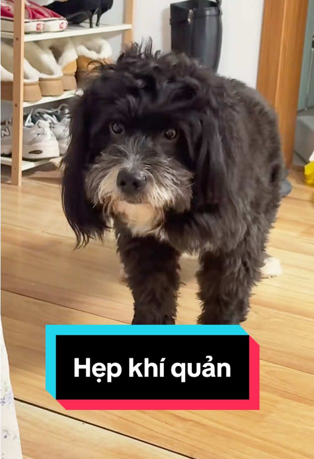 Trả lời @Hoang15@  chó hẹp khí quản khiến khó thở, khịt khịt, hước hước, mệt mỏi #thuocthuy #chohepkhiquan #chobihepkhiquan #chokhotho #powair 