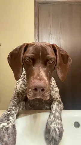 Silly German Shorthaired Pointer.🤣#dog#funny#funnyanimals#funnypets#animals #dogsofttiktok #pet #foryou #longervideos