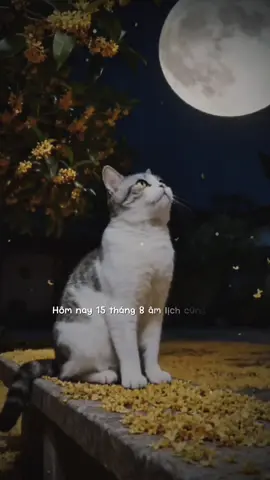 Hôm nay 15 tháng 8 Âm Lịch cũng là Ngày Tết Trung Thu....! #nhactamtrang #videotamtrang #buonmotxiu_0809 #xuhuong #foryou 