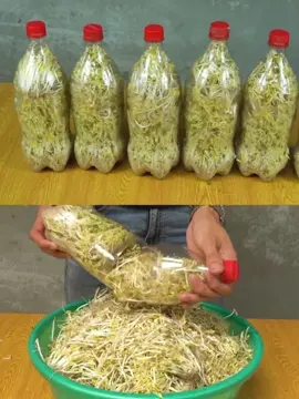 เพาะถั่วงอกด้วยขวดน้ำอัดลม ##อาหาร##ปลูกผักกินเอง##เกษตรกร