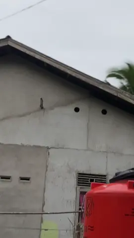 Kurang padet #sambaspride⚡ #kwbgank🤙 #revoplecit🚀 #koplingkokdikejar #revolution 