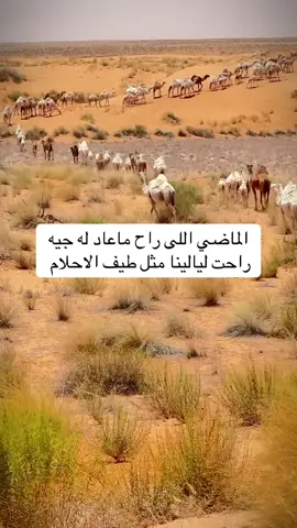 #فلسطين_أحساس_شاعر_لايك_فضلآ_وليس_أمرآ 