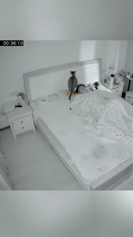 Cat caught doing bad things on surveillance camera🤣🤣#funnycats #funnyanimals #petvideos #cat #catsoftiktok #fyp #usa #longervideos