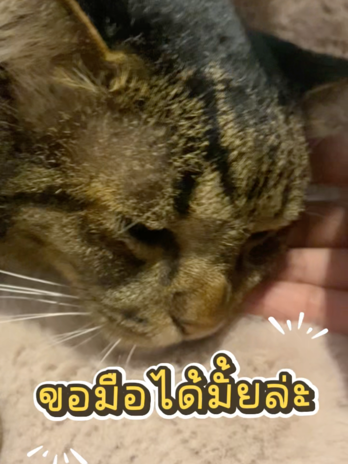 ขอทวงมือคืนได้มั้ย @kapibookkycat #วุ่นวายชายกะปิ #แมว #แมวอ้วน #cat #catlover