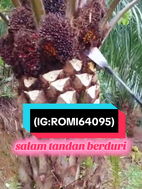 satu pokok 12 janjang#sawitsuper #petanisukses #petanisawitriau #tandanberduri #petanisawit 