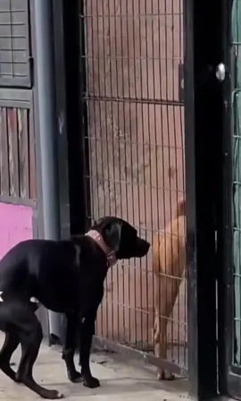 #dog #dogs #Love go 1 mln comments💀