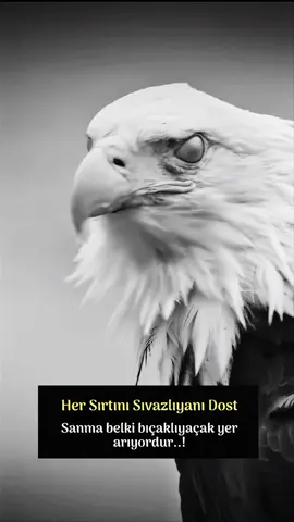 🇹🇷🦅🐺🇹🇷