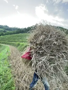 #xhtiktok Bm em cần con rể chuyển 🌾 chưa😹