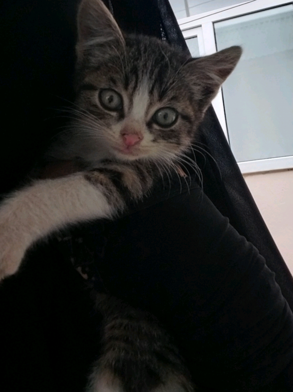 Yazısız) #cat #muslimcat #fyp 