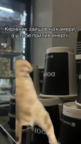 #кава #кававінниця #recommendations 