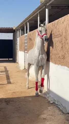 ماوان النايفات ماشاءالله ❣️😻#اسطبل_مربط_الحوسي #خيل_وخياله🐎 #خيل_وخياله🐎 #مالي_خلق_احط_هاشتاقات #foryoupage 