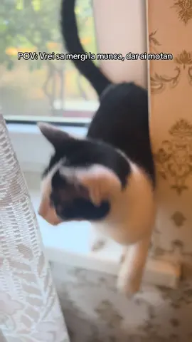 Așa fac și blănoșii voștri când trebuie să plecați? 🤣❤️ #catsoftiktok #funnycat #notgoingtowork #catmom #fyp 