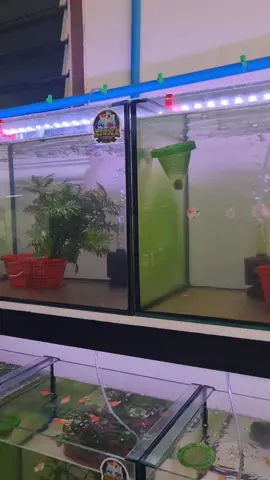 📍zigma ปลาสวยงาม พิษณุโลก @zigmaaquar  เอาใจสายปลากัด ปลาบอลลูน #เลี้ยงปลาสวยงาม #ร้านปลาสวยงาม #พิษณุโลก