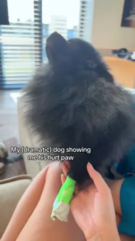 Getting dramatic when a dog is injured🤣🤣#dog#funny#funnyanimals#funnypets#animals #dogsofttiktok #pet #foryou #longervi