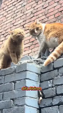 konten hiburan 🤭#viral #fypfage #fyp #kucingimut #kucingtiktok 