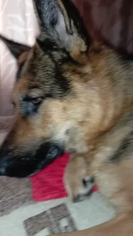 скенводкер зивает💀💀💀💀💀