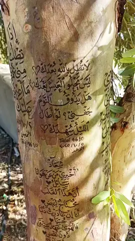 لا تطل بالله بعدك ليس يحلو العيش بعدك #شعر #زراعة #الخط#اغنية#مسلسل 
