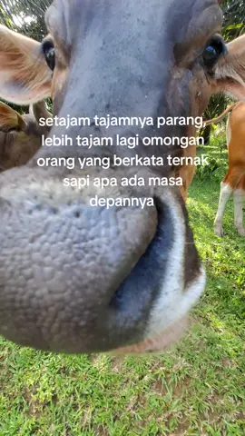 #promoseruweekend #perternakansapiindonesia #perternakmuda #fyp 