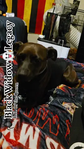 This girl gets WHATEVER SHE WANTS #blackwidow👻legacy🕯 #wegotshiitodo #demonslayer #darkestme #pocketpitbull 
