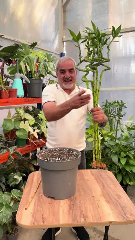 دانانی بامبۆ یان عسا موسا لە ناو خۆڵ تا ئێستا تاقیت کردۆتەوە؟؟ ئەمجارە بەم شێوازە بامبۆ دابنی زۆر سەرکەوتووە  #osmanxoshnaw #foryou #foryoupage #بغداد_بصرة_موصل_الكويت_الخليج_دبي_ #slimani_سليماني 