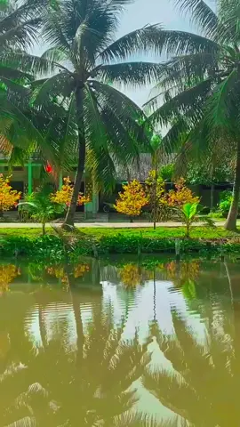Tết miền tây nó bình yên làm sao á🥰🥰#tet #tet2026 #xuan2026 #mientay 