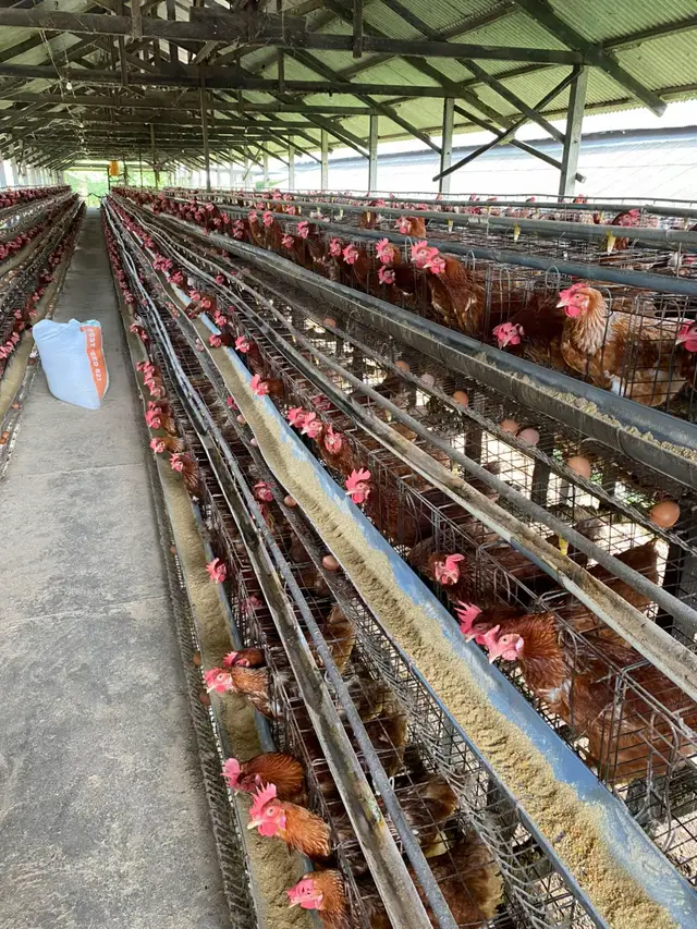 🐣.                       #fyp #peternakmuda #pengusahamuda #ayampetelur #broiler 