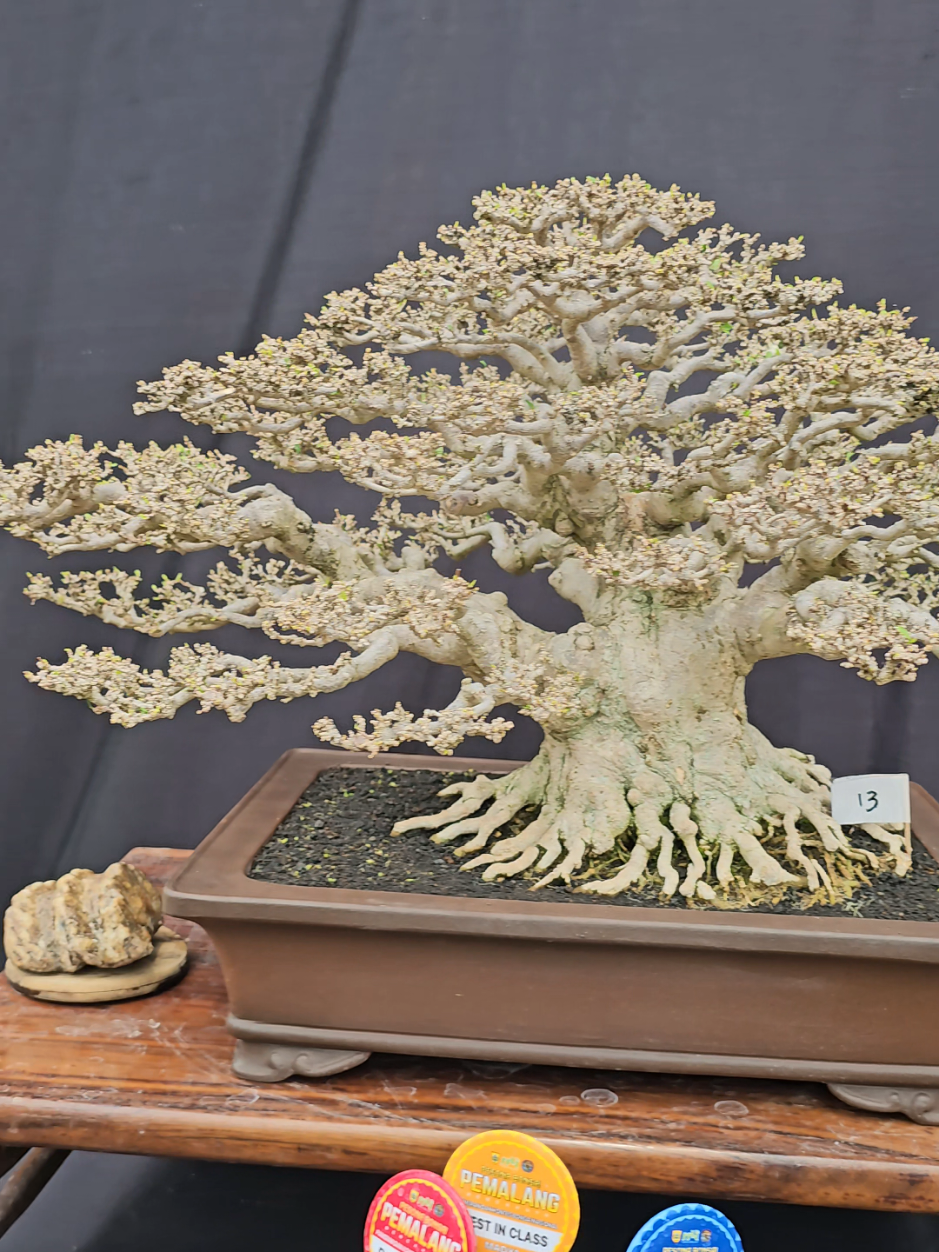 BEST IN SHOW PAMERAN NASIONAL PEMALANG #bonsai #pamnas #pameranbonsai #ppbi #antingputri 