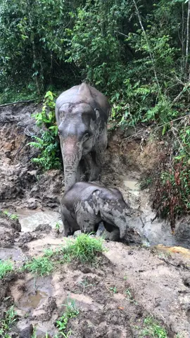 #ช้างไทย #คนเลี้ยงช้าง❤ #คนชอบช้าง #ช้างเลี้ยงธรรมชาติ #fyp 
