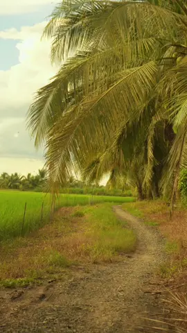 Lúc bé cứ muốn bản thân mình mau lớn để có thể tự quyết định mọi chuyện trong tương lai của chúng ta nhưng khi lớn, con người ta càng muốn bản thân mình quay lại thời thơ bé, cái thời hồn nhiên, vô tư, không cần quan tâm đến những khó khăn ngoài kia. #xh #canhque #peace #oque #yenbinh 