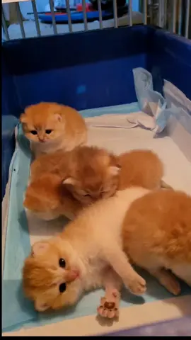 Kitten Golden NY 12 #kitten #bsh #kucingtiktok 