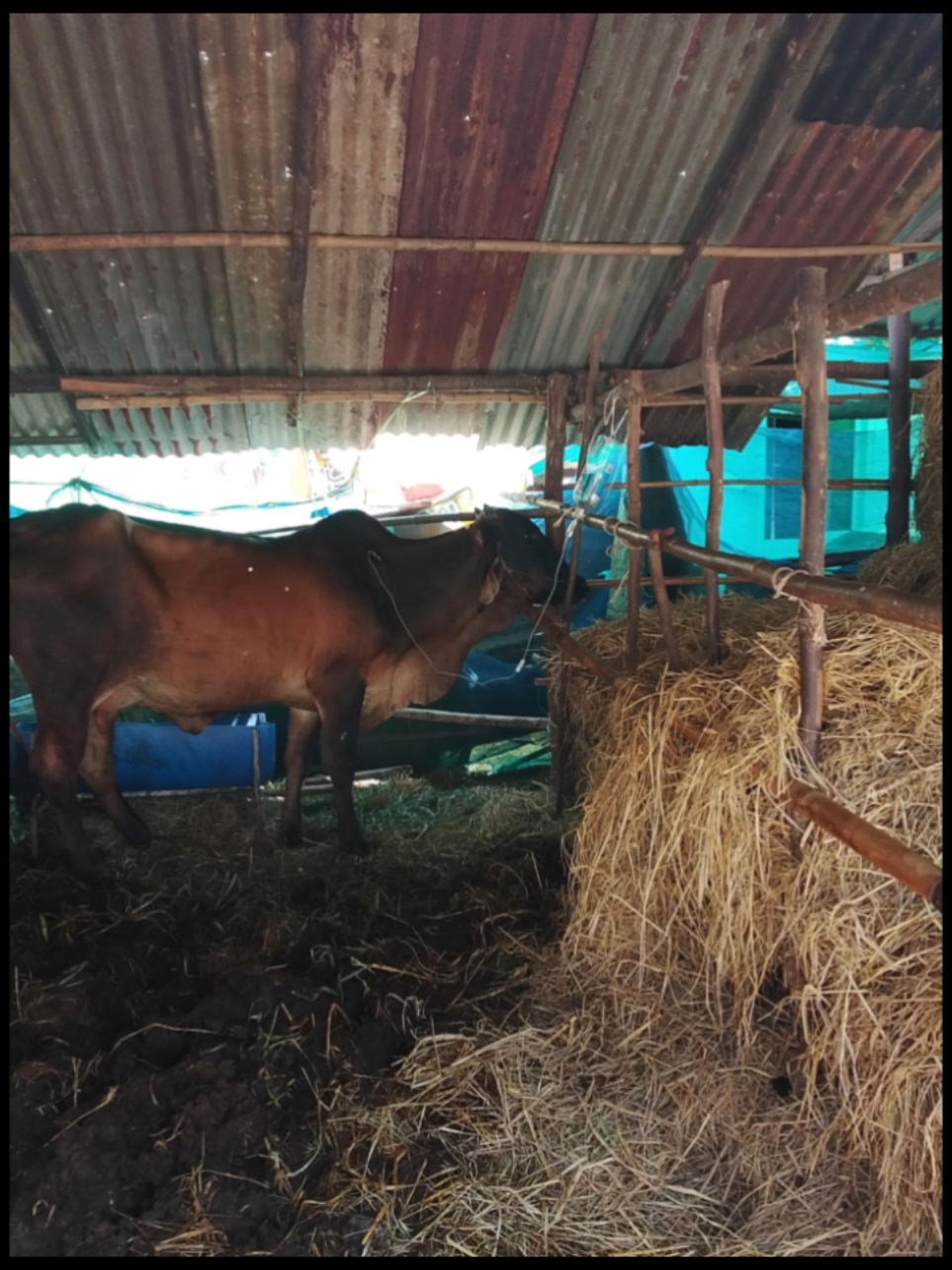 ชีวประวัติวัวเปรต #วัวพูดอีสาน #เทรนวันนี้ #ซันเดย์🐮 #แม่บักซันเดย์ 