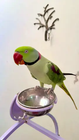 Talking parrot#rio#fyp #foryoupage #foryou 