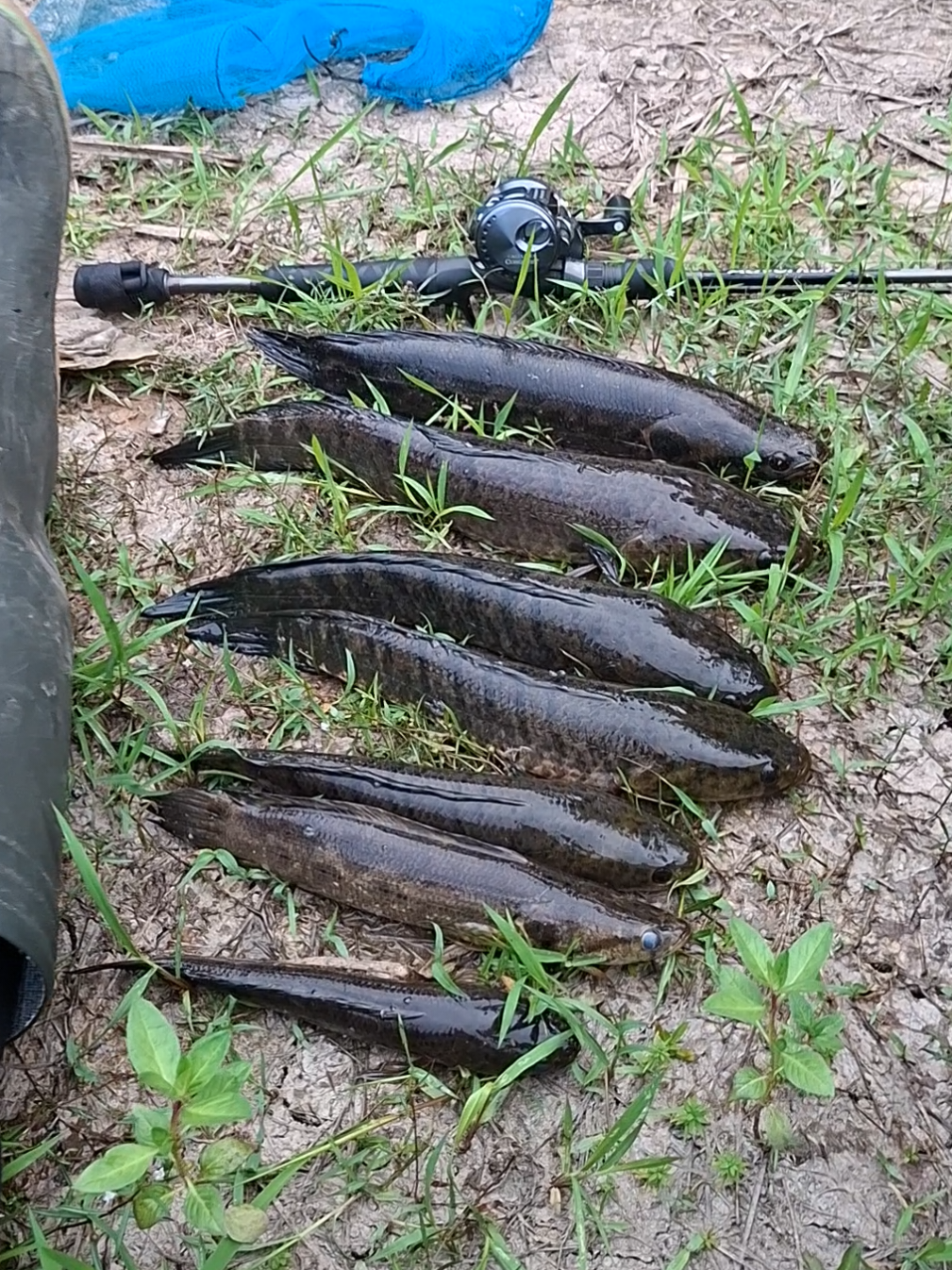 akhirnyanspot kemarin mocal mocel ada hasil  #mancing #fypmancing #casting #fyp #fyppppppppppppppppppppppp 