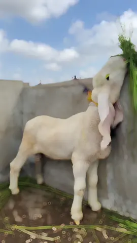 MASHALLAH SUPREME QUALITY KHEERA MALE ❤️‍🔥#foryou #foryoupage #millionviews #viral #billionviews 